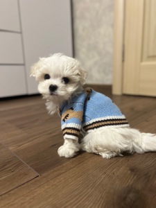 Мальтезе хлопчик