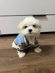 Мальтезе хлопчик