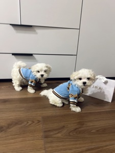 Мальтезе хлопчик