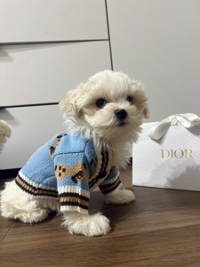 Мальтезе хлопчик