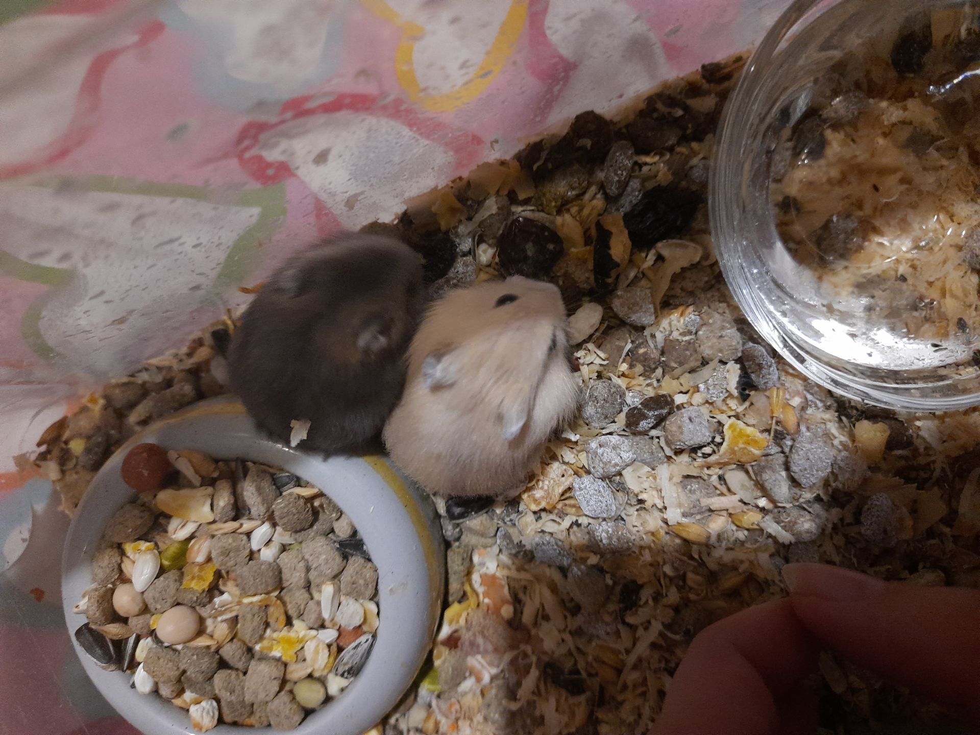 Супер хороші джунгарики!!!!