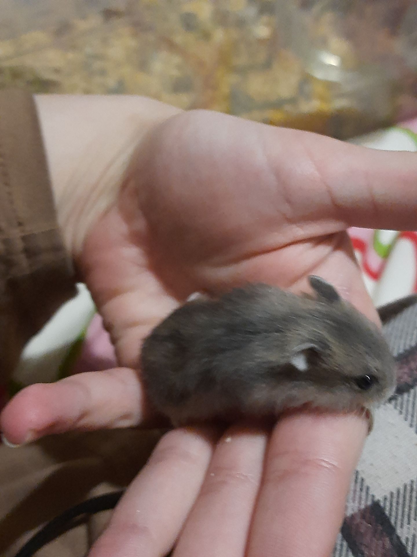 Супер хороші джунгарики!!!!