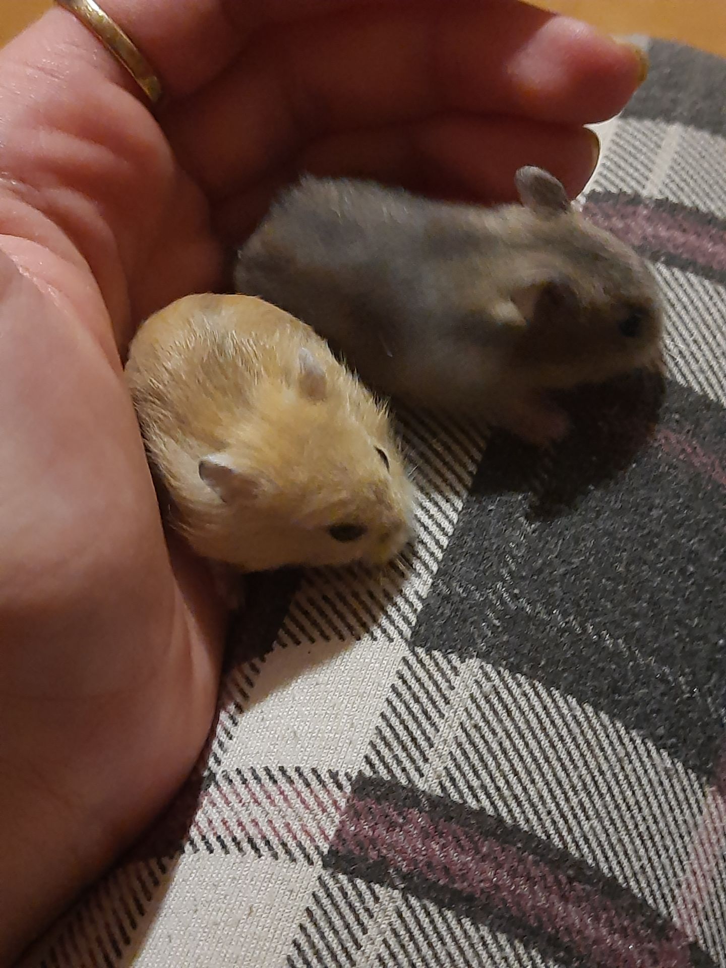 Супер хороші джунгарики!!!!