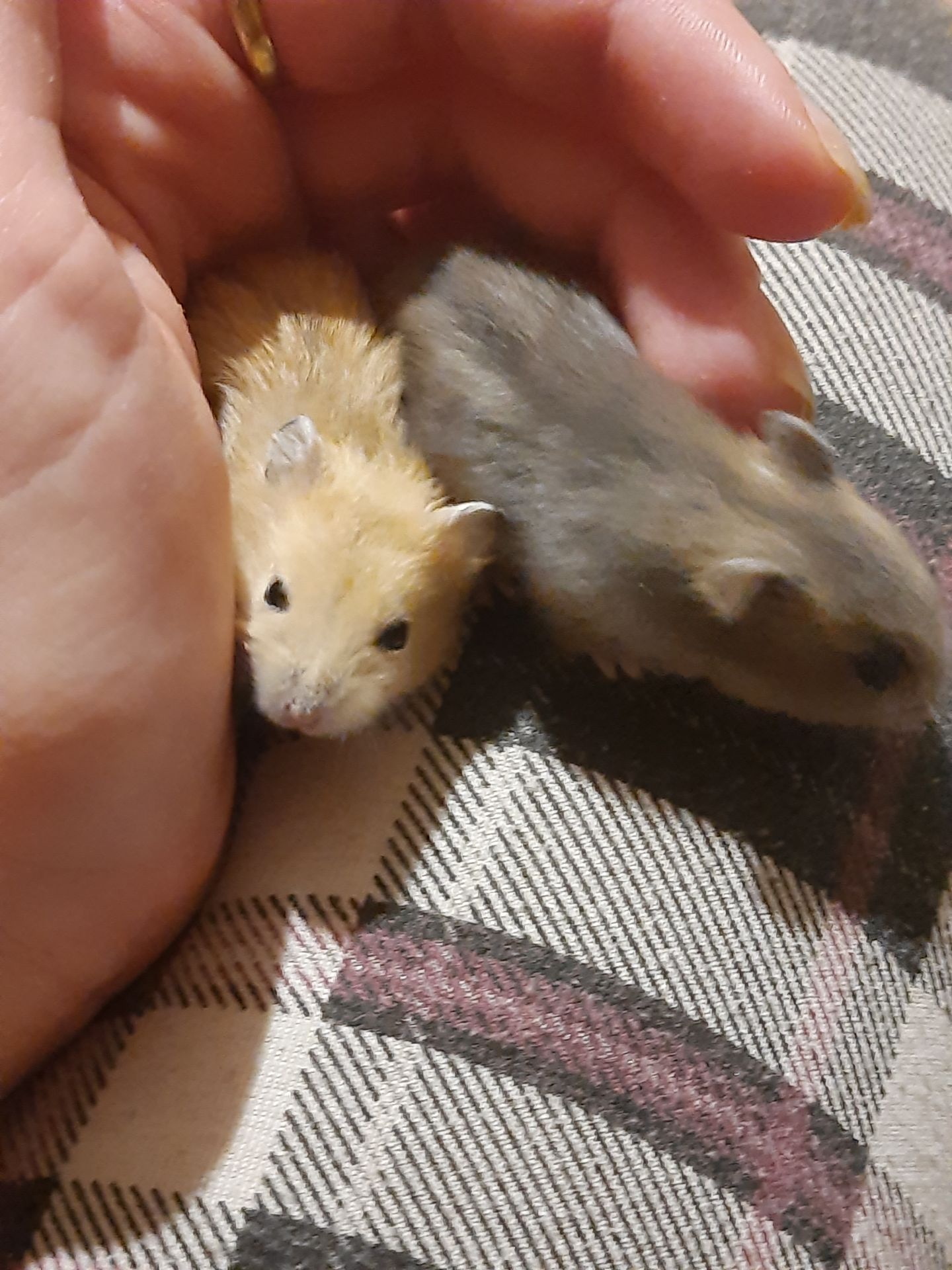 Супер хороші джунгарики!!!!