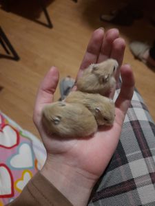 Супер хороші джунгарики!!!!