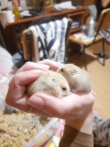 Супер хороші джунгарики!!!!