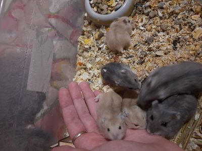 Супер хороші джунгарики!!!!