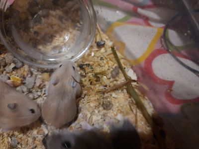 Супер хороші джунгарики!!!!