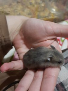 Супер хороші джунгарики!!!!