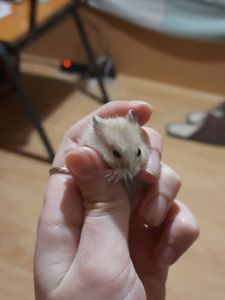 Супер хороші джунгарики!!!!