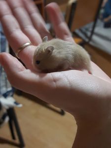 Супер хороші джунгарики!!!!