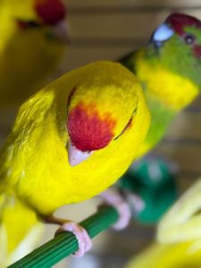 Папуги какарік пташенята молоді