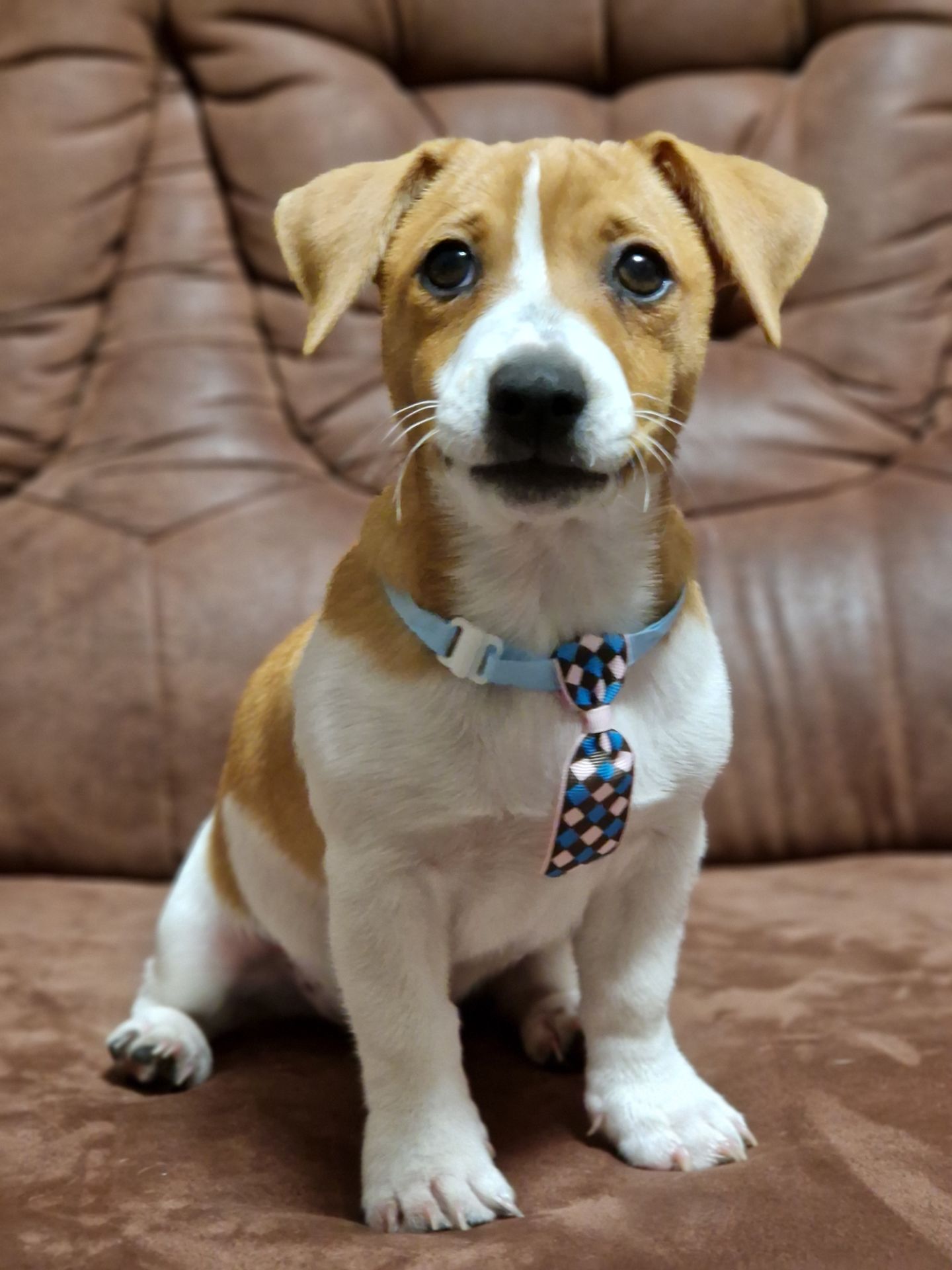 Цуценята Джек Рассел тер'єра - найкращі друзі!