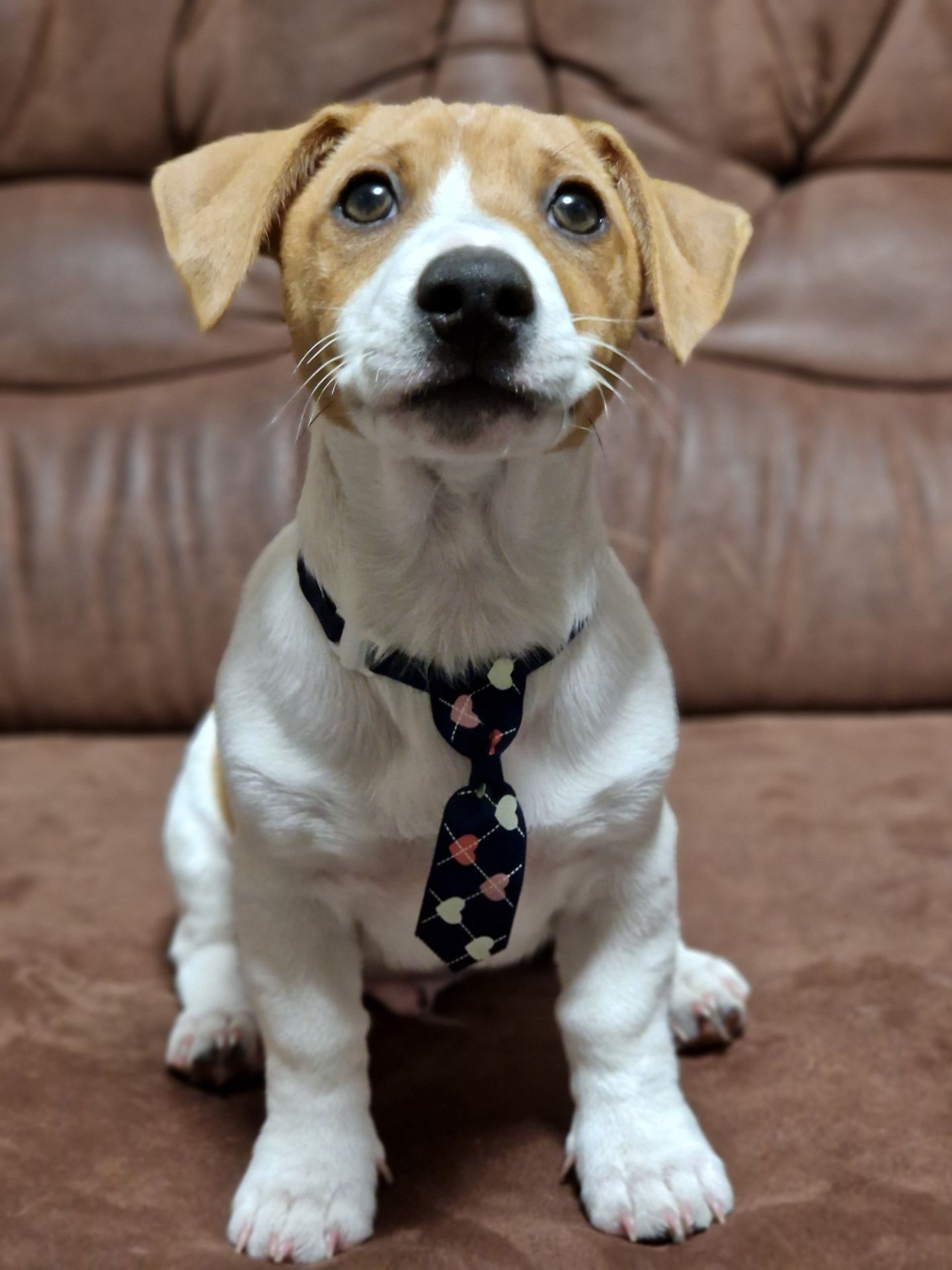 Цуценята Джек Рассел тер'єра - найкращі друзі!