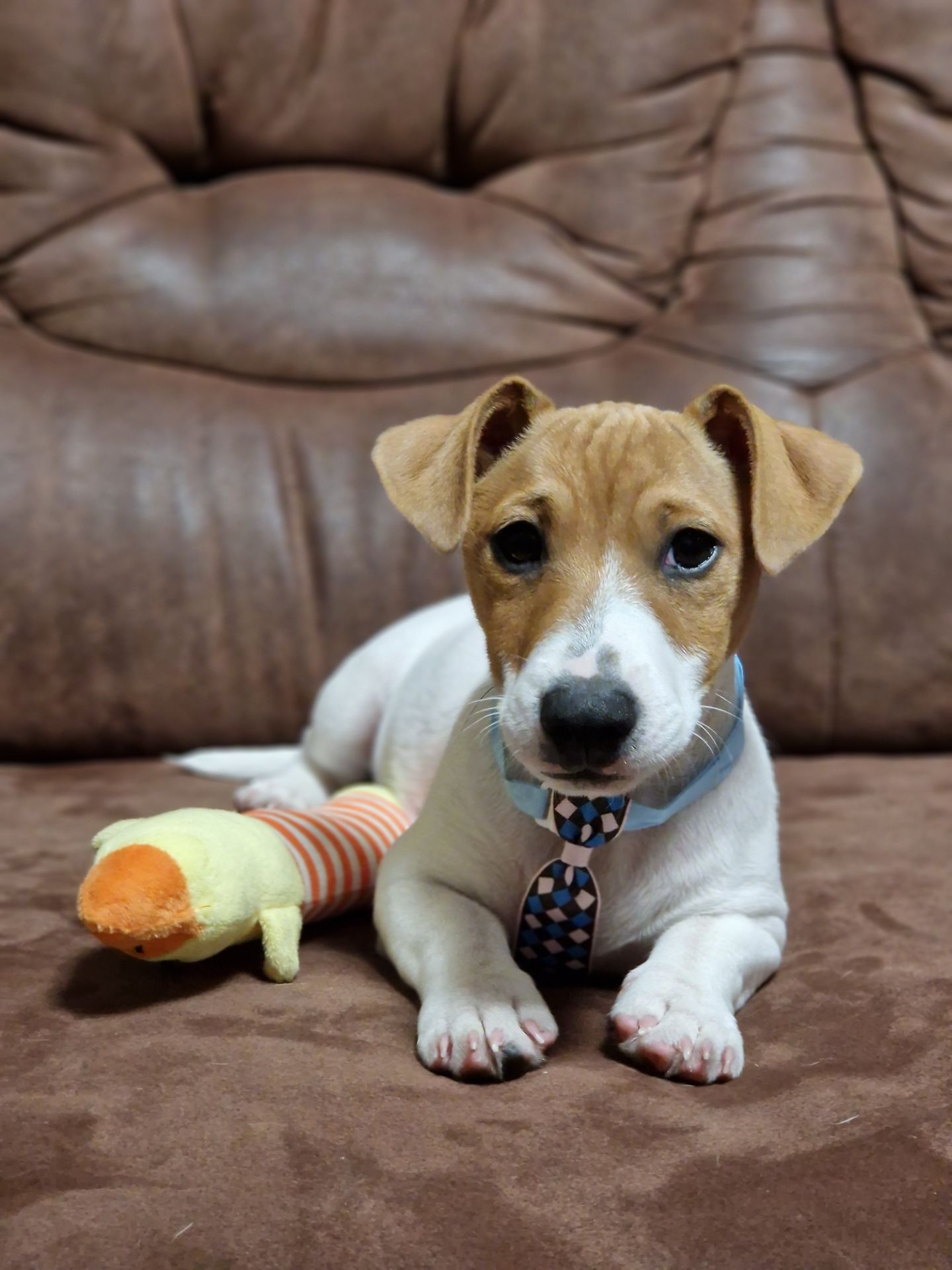 Цуценята Джек Рассел тер'єра - найкращі друзі!