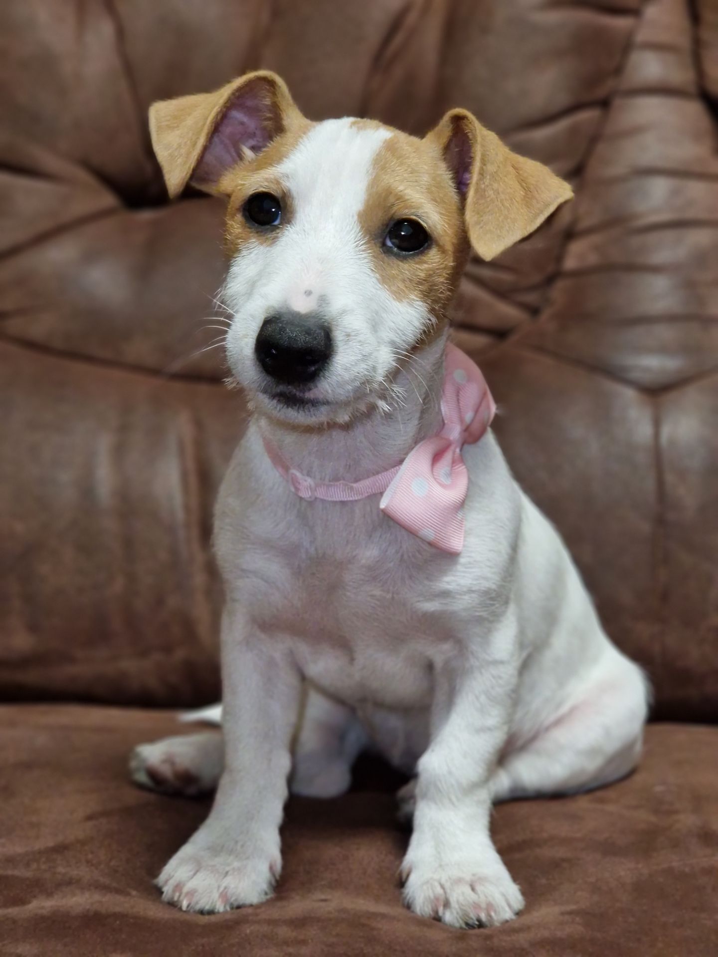 Цуценята Джек Рассел тер'єра - найкращі друзі!