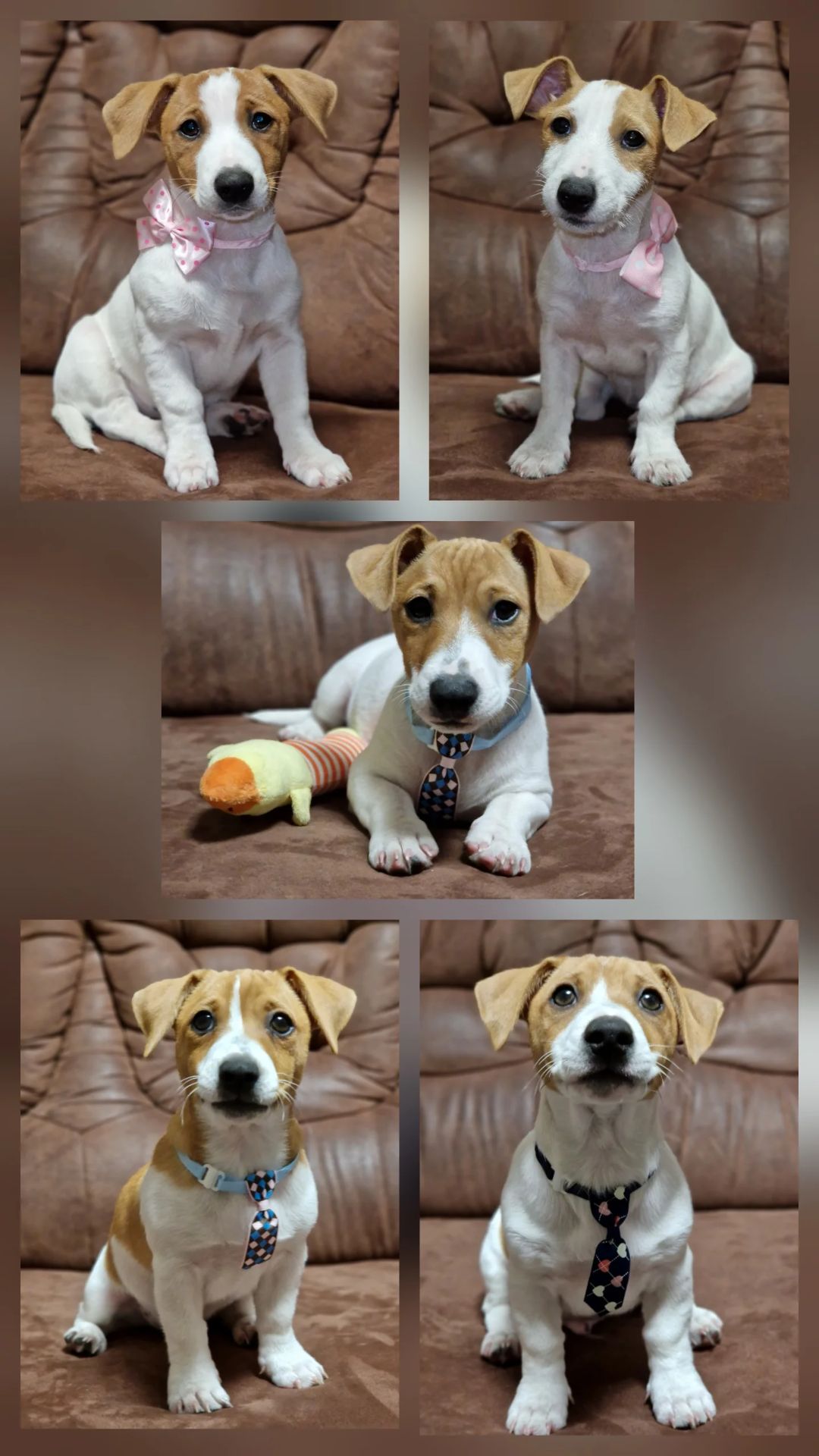 Цуценята Джек Рассел тер'єра - найкращі друзі!