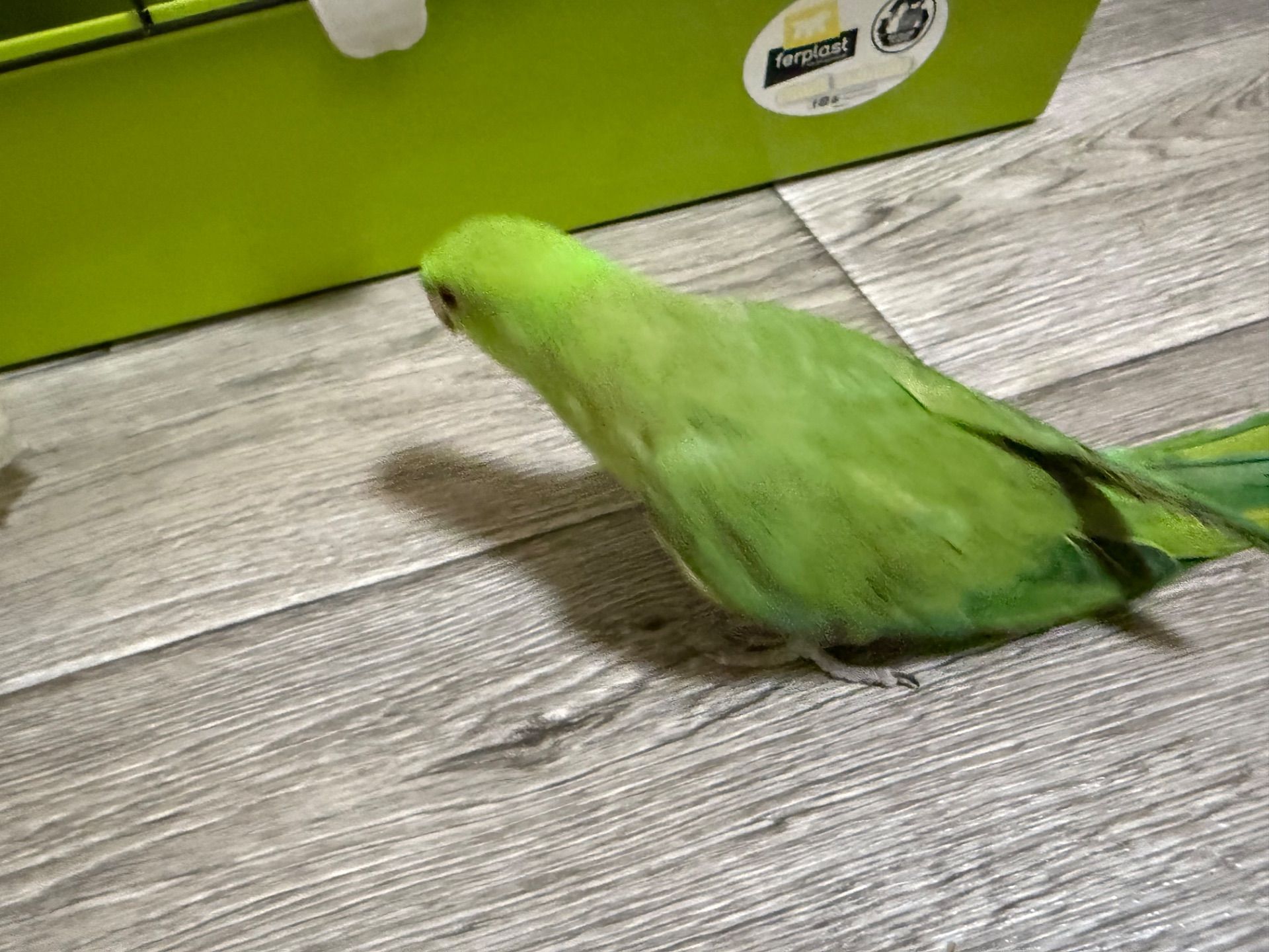 Ожерелові малюнки від домашньої парки