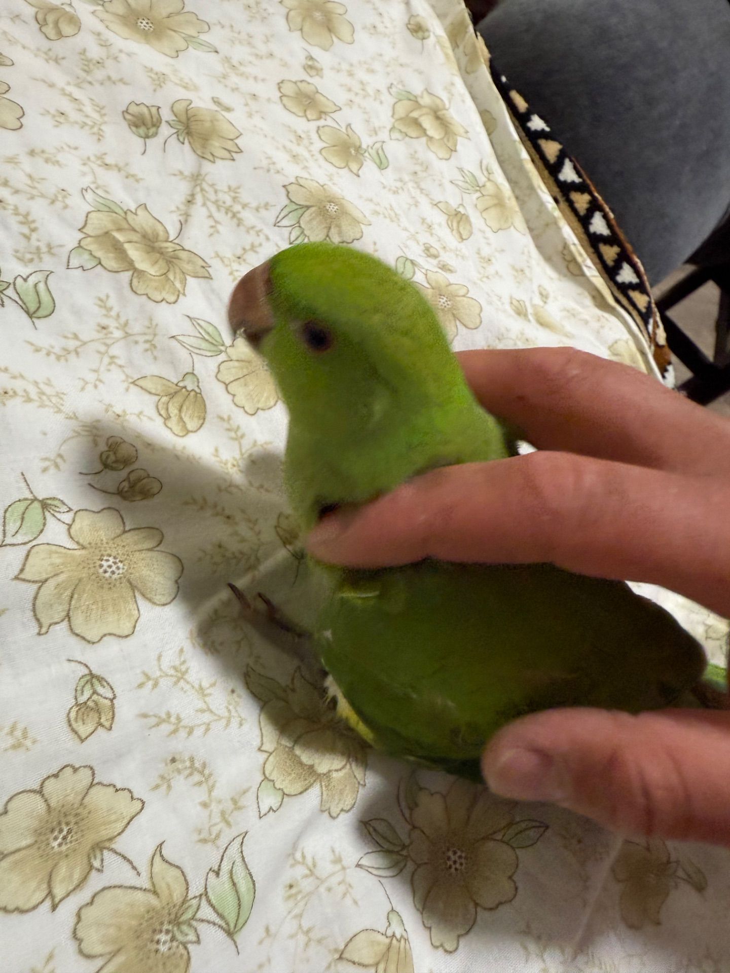 Ожерелові малюнки від домашньої парки