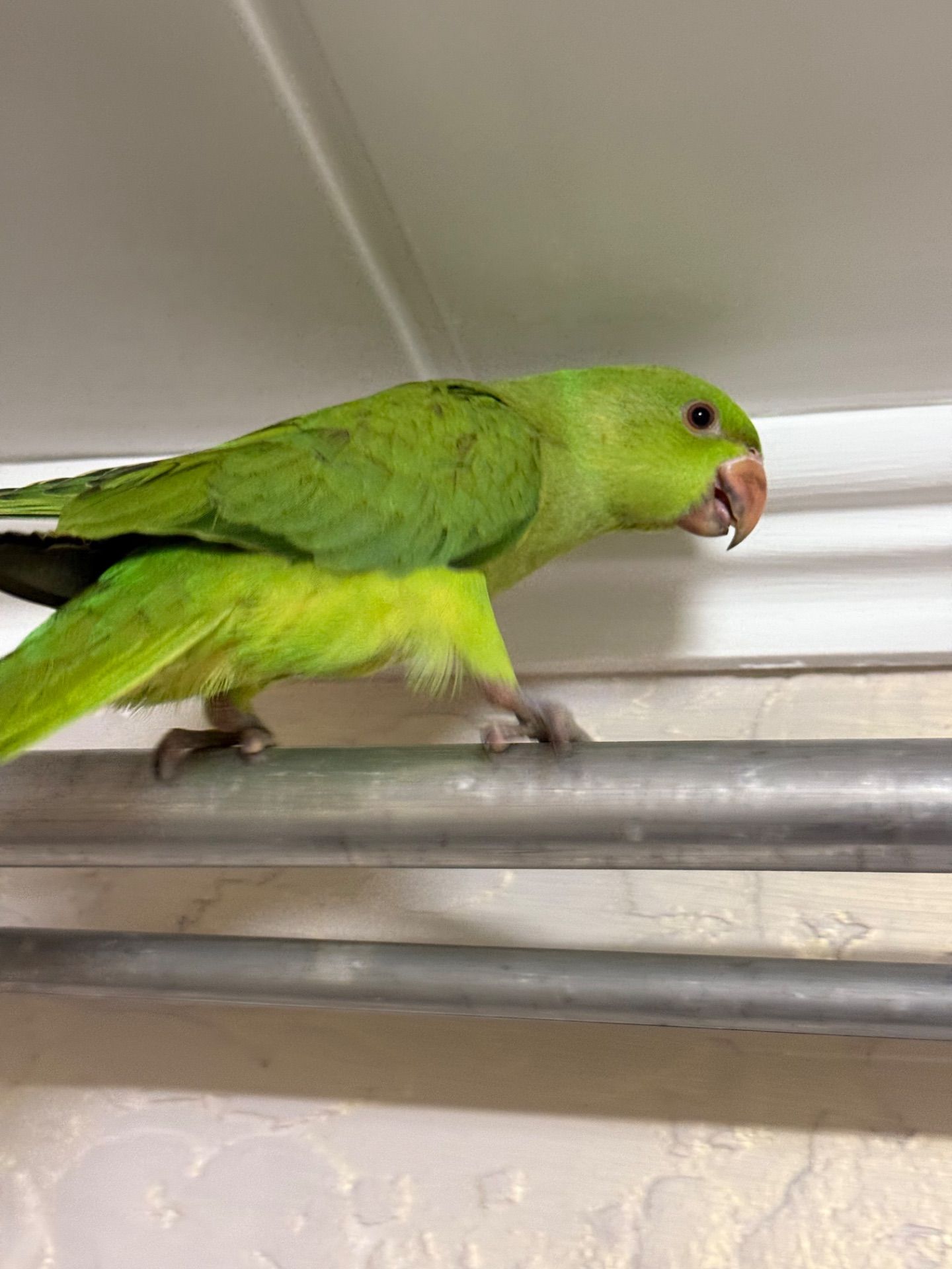 Ожерелові малюнки від домашньої парки