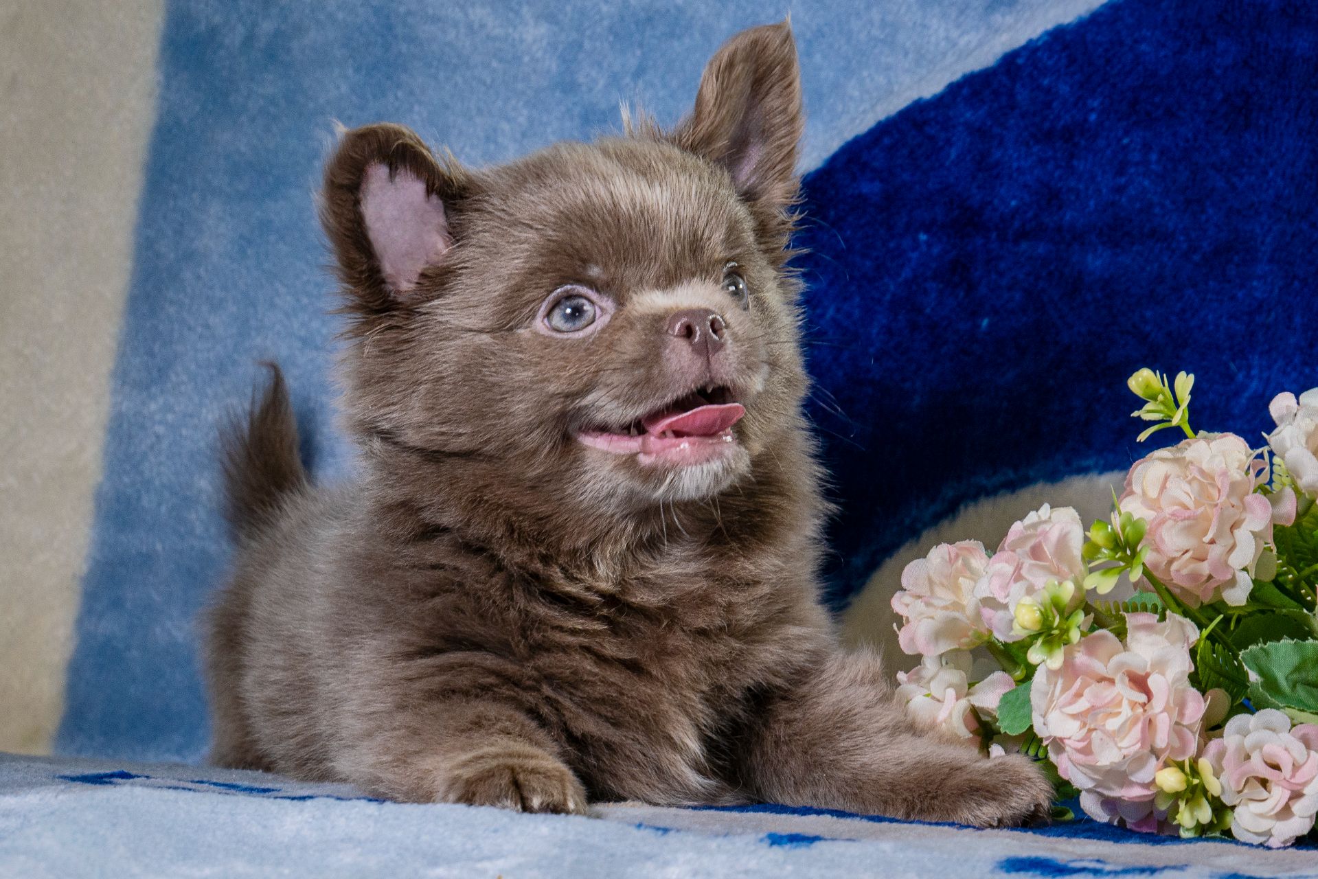 Цуценя чихуахуа лілового кольору, хлопчик, baby face!