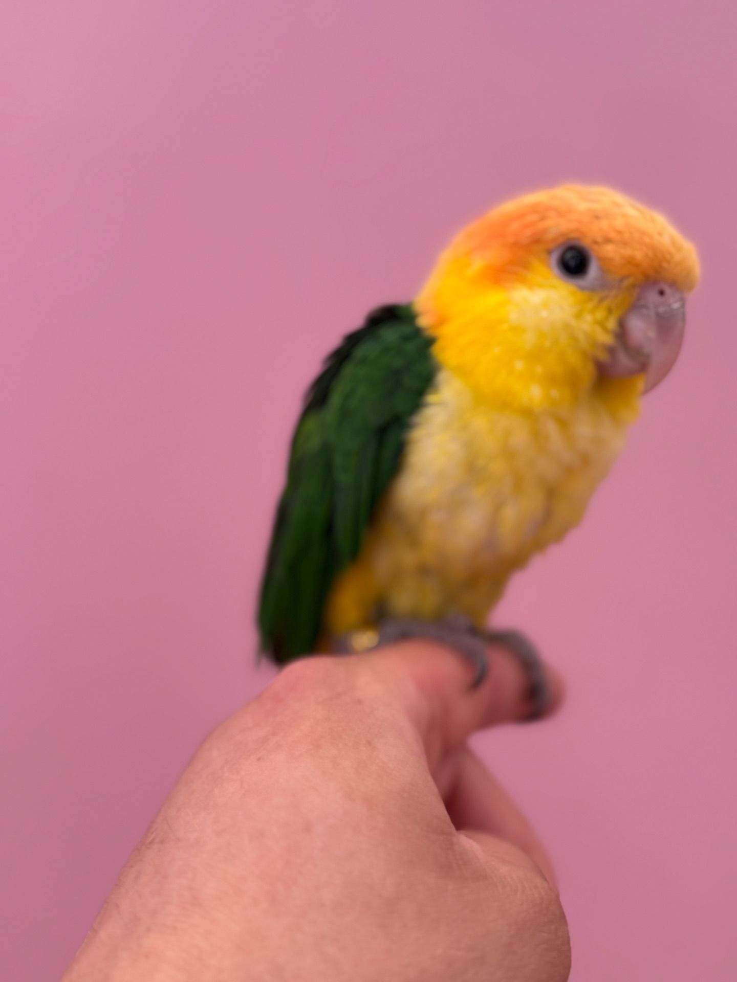 Пташенята папуги каік рудоголові