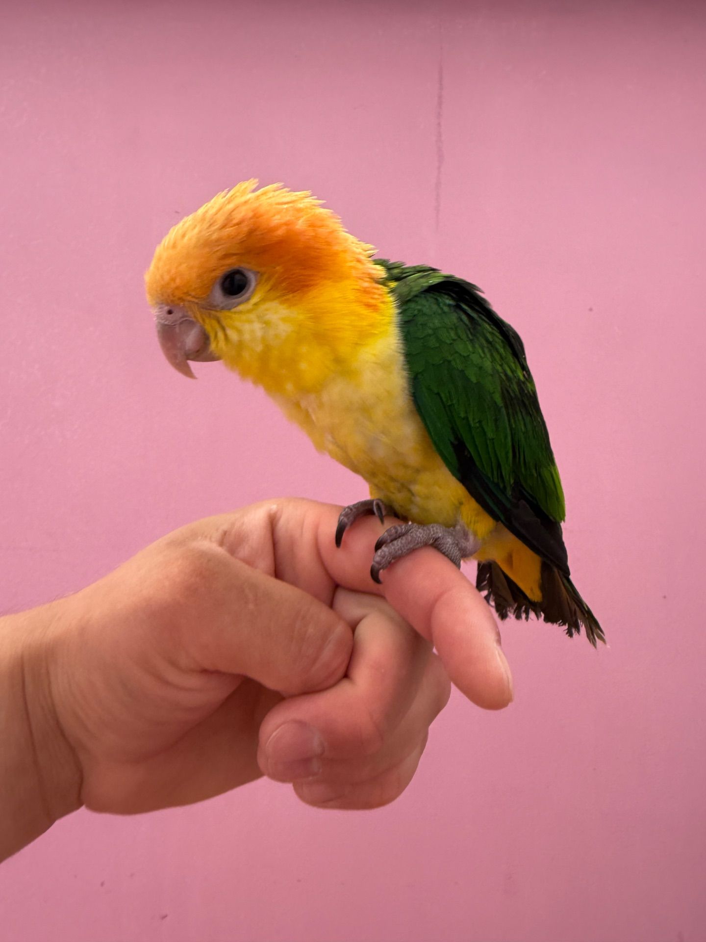 Пташенята папуги каік рудоголові