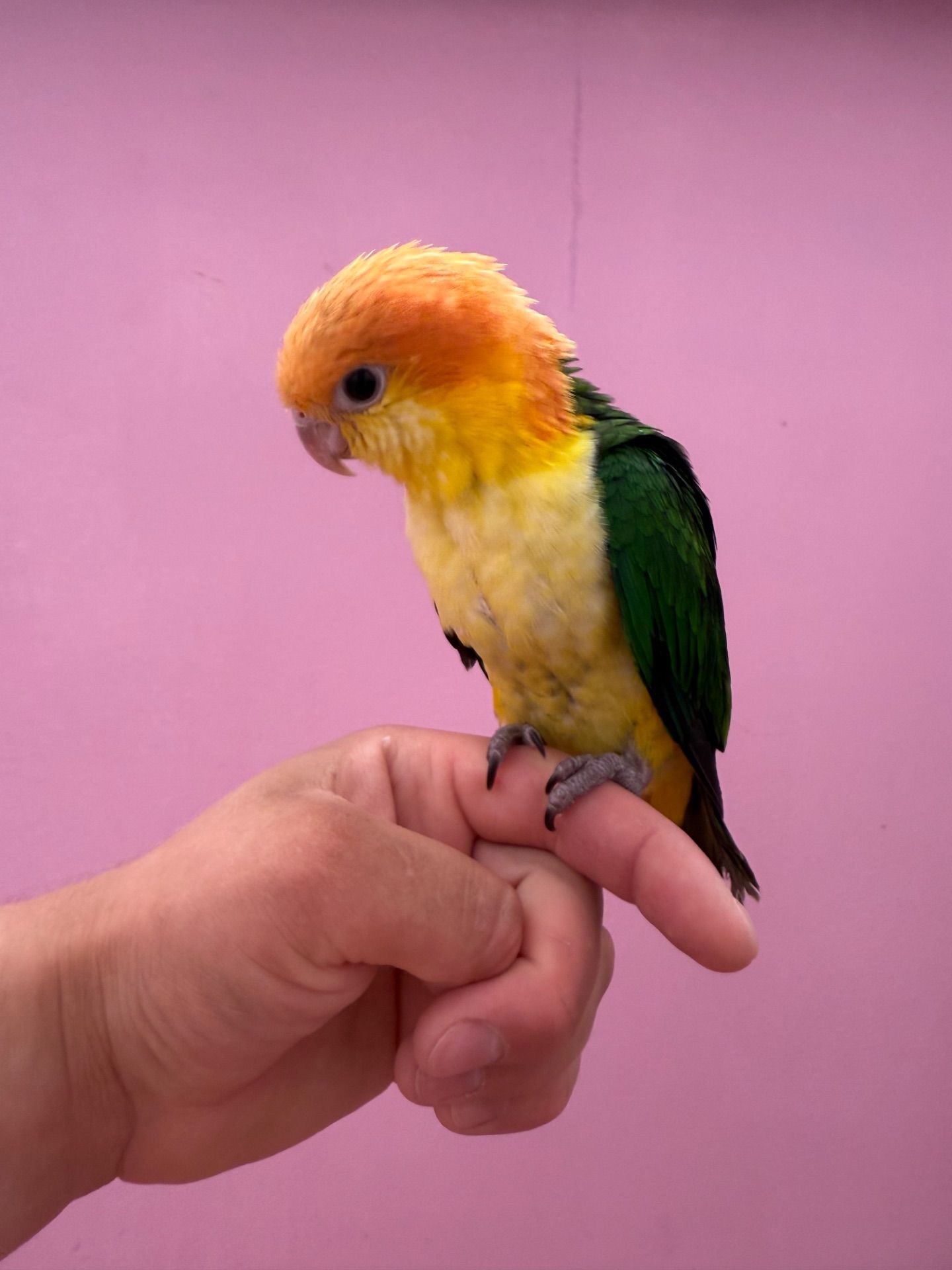 Пташенята папуги каік рудоголові