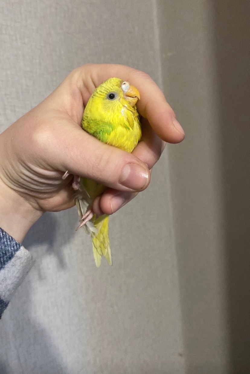 Папуга Сашка