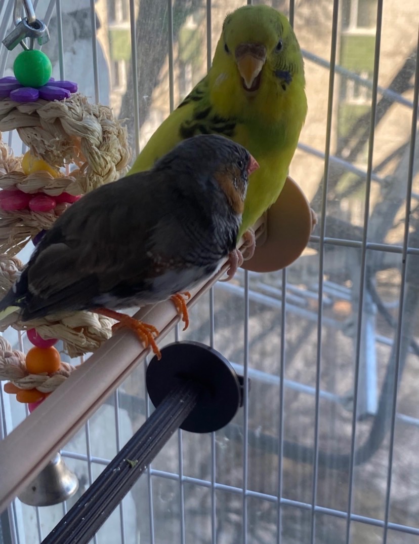 Папуга Сашка