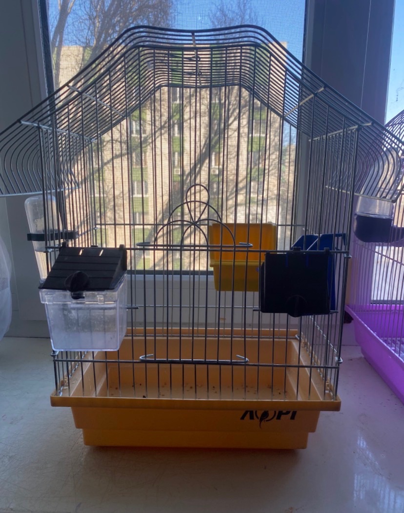 Папуга Сашка