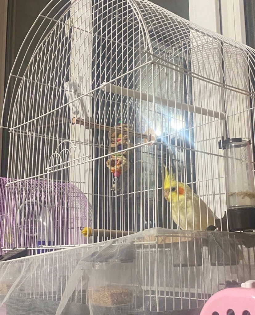 Папуга Сашка