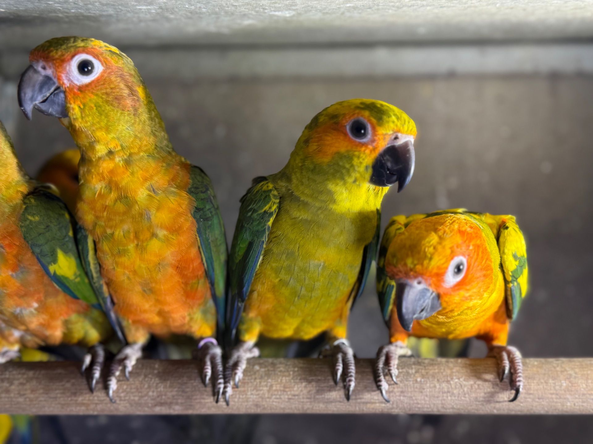 Яскраві папуги Аратінга, які дуже ручні