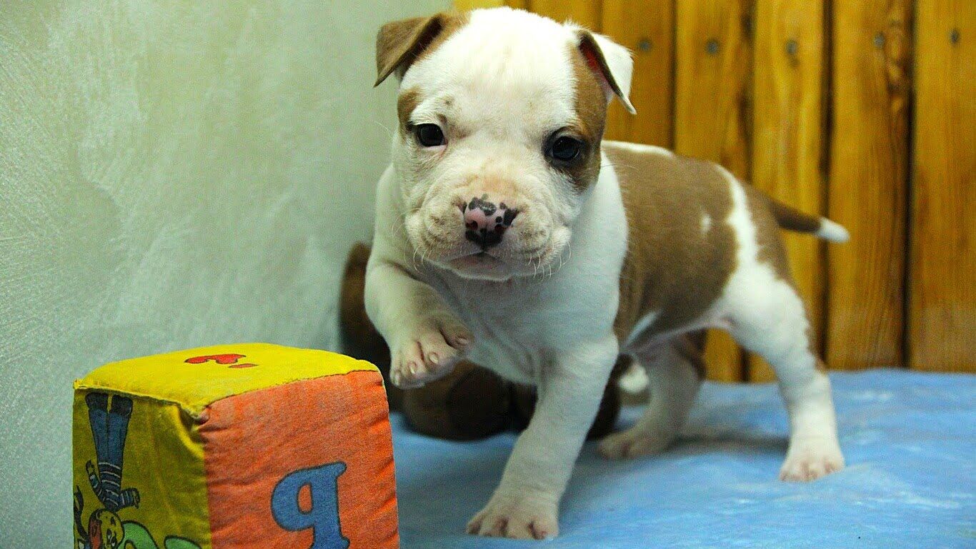 Мрії повинні здійснюватися - цуценя амстаффа може стати вашим