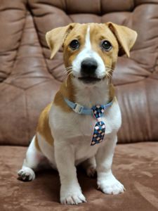 Цуценята Джек Рассел тер'єра - найкращі друзі!