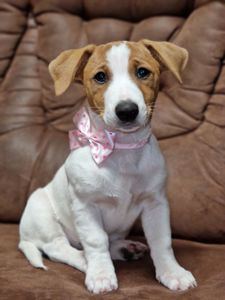 Цуценята Джек Рассел тер'єра - найкращі друзі!