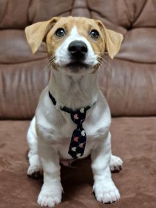 Цуценята Джек Рассел тер'єра - найкращі друзі!