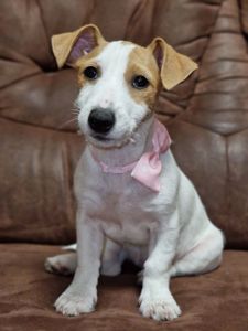 Цуценята Джек Рассел тер'єра - найкращі друзі!