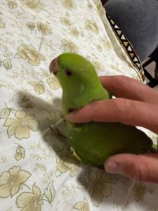 Ожерелові малюнки від домашньої парки