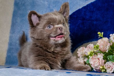 Цуценя чихуахуа лілового кольору, хлопчик, baby face!