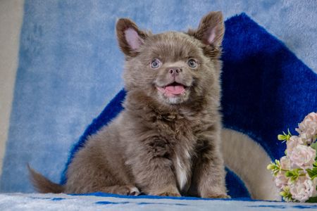 Цуценя чихуахуа лілового кольору, хлопчик, baby face!