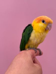 Пташенята папуги каік рудоголові