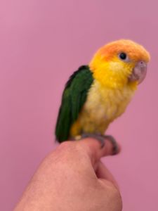 Пташенята папуги каік рудоголові