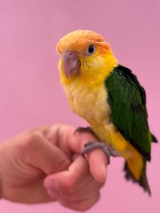 Пташенята папуги каік рудоголові