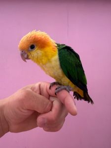 Пташенята папуги каік рудоголові