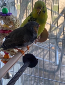Папуга Сашка