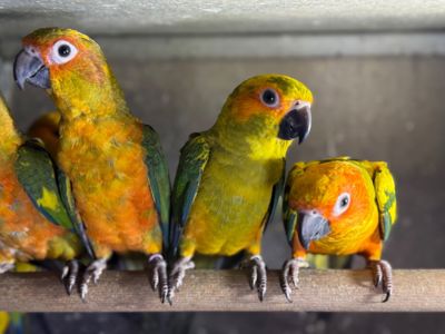 Яскраві папуги Аратінга, які дуже ручні