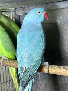 Ожерелові папуги сині