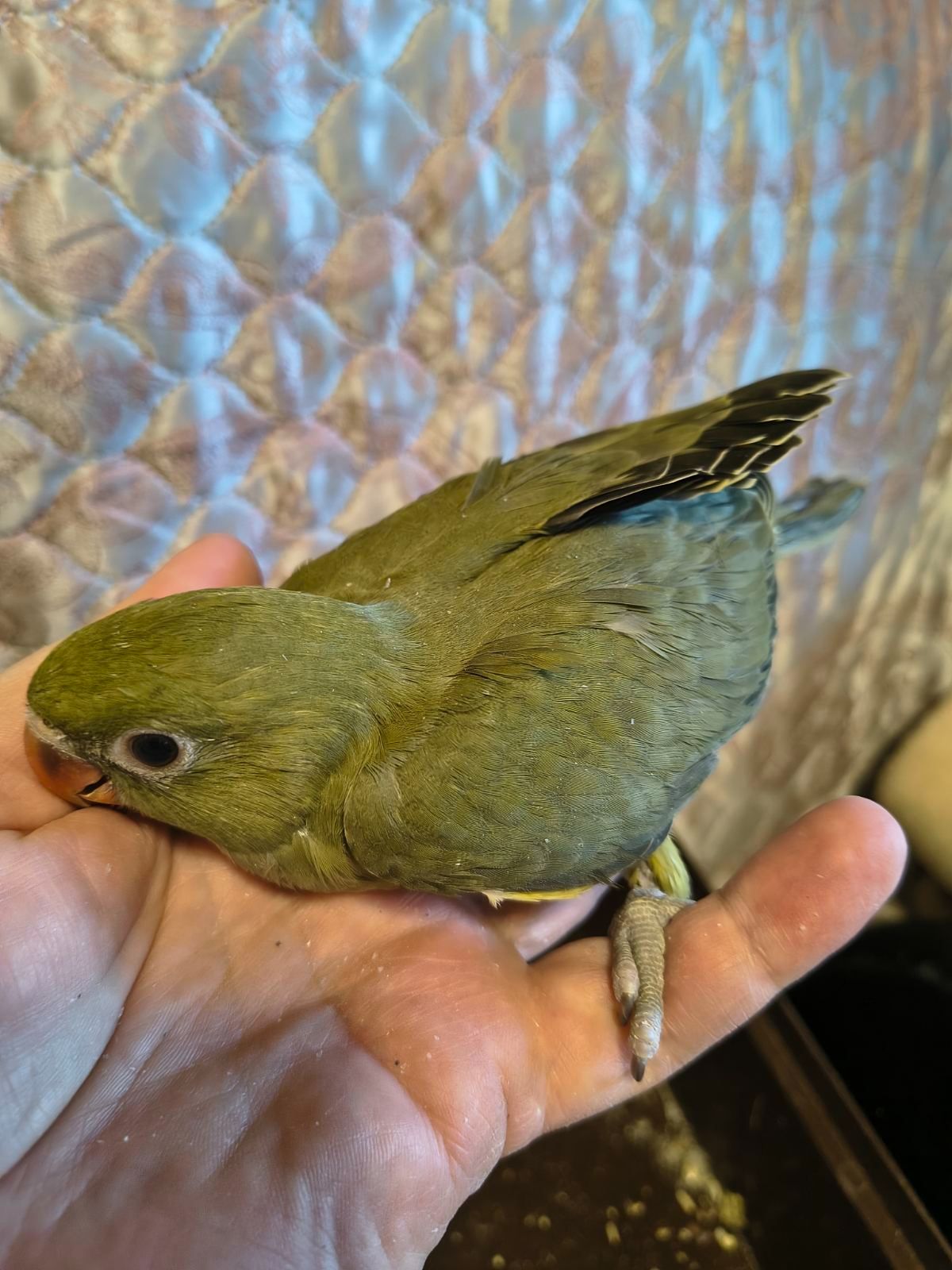 Пташенята ожерелових папуг 🦜