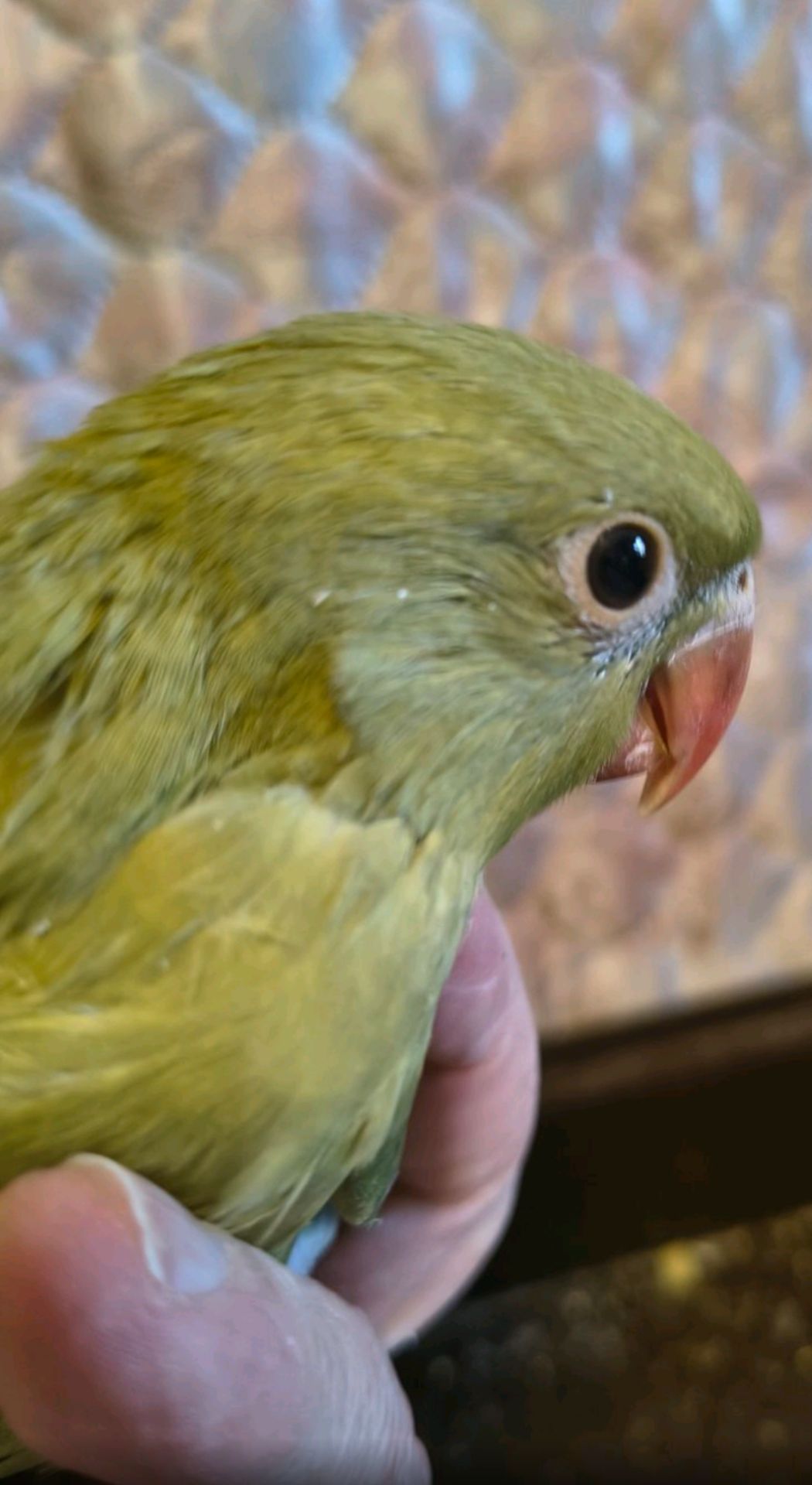 Пташенята ожерелових папуг 🦜